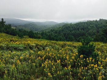 View of yellow flowers growing in field