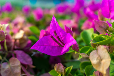 Close-up of purple flowering plant