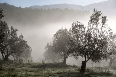 Trees growing on field during foggy weather