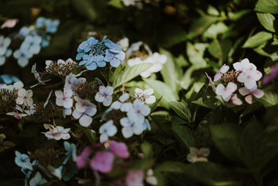 Pink and blue hydrangea flowers