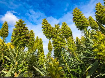 Low angle view of fresh green plants against sky