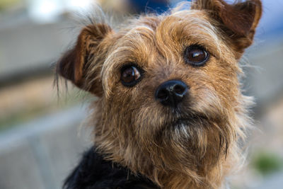 Close-up of dog