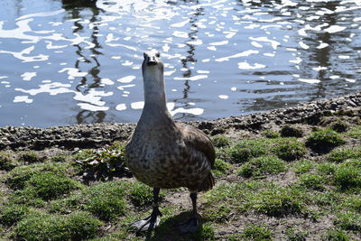 Duck at lakeshore