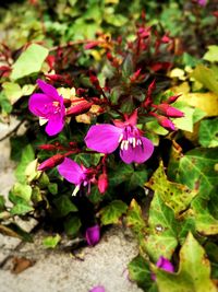 Close-up of pink flowering plant