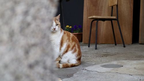 Cat resting on floor