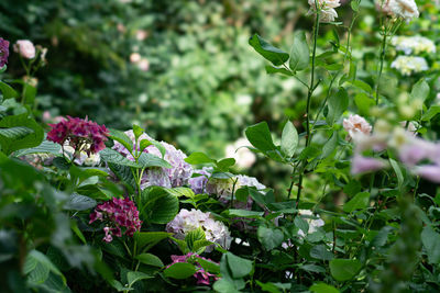 Close-up of pink flowering plant