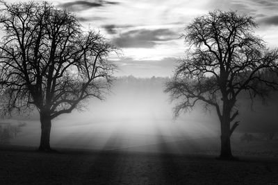 Sunlight streaming through bare tree against sky