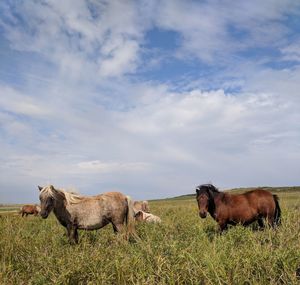 Mini horses  in a field