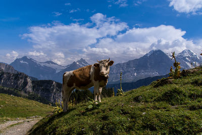 Cow standing on hill against sky
