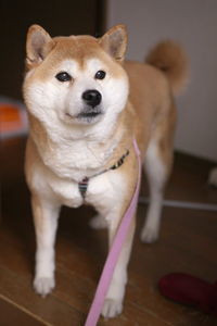 Close-up portrait of dog