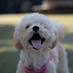 Close-up portrait of dog