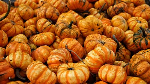 Full frame shot of pumpkins at market