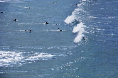 Birds swimming in sea