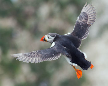 Close-up of puffin flying outdoors