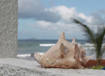 Close-up of seashell on beach against sky