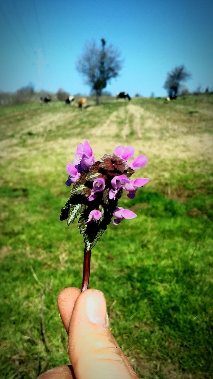 flower, nature, growth, beauty in nature, freshness, fragility, plant, day, outdoors, close-up, no people, flower head