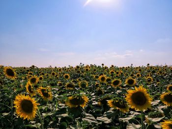 Sunflowers growing on field against sky
