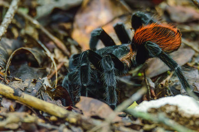 Close-up of spider