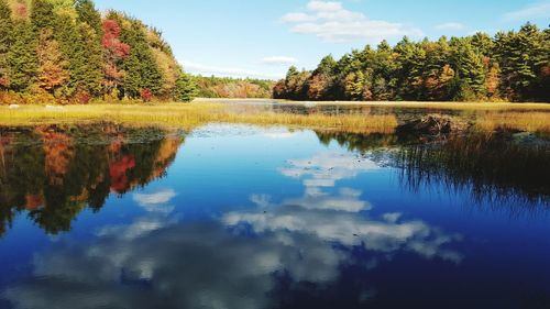 Reflection of trees in calm lake