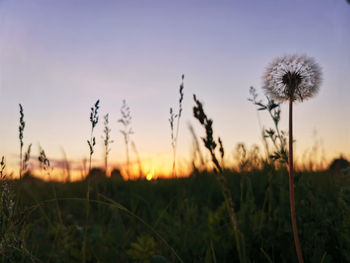 Beautiful sunset in the field through silhouettes of grass and dandelion