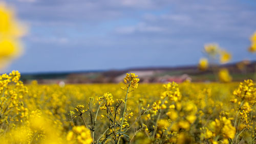 Yellow flowering plants on field