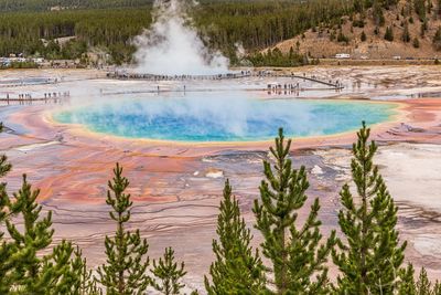 Panoramic shot of trees on landscape
