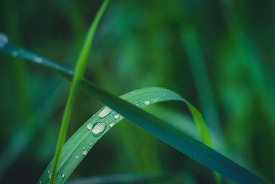 Close-up of raindrops on grass