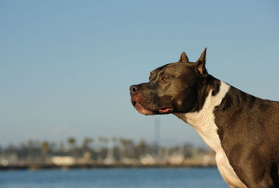 Close-up of dog against clear sky