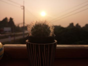 Close-up of potted plant on table against sky during sunset