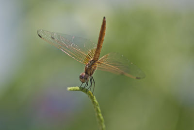 Close-up of dragonfly on plant