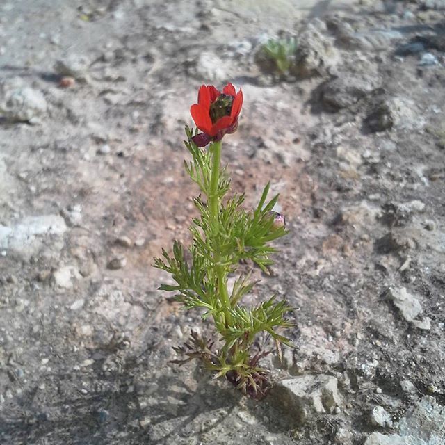 flower, fragility, petal, growth, freshness, plant, flower head, red, nature, beauty in nature, high angle view, close-up, stem, blooming, leaf, single flower, day, no people, in bloom, outdoors