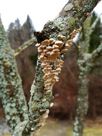 Close-up of tree trunk