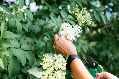 Midsection of person holding flowers