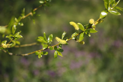 Close-up of flowering plant