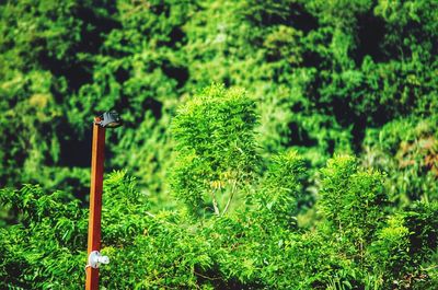 Plants growing on tree