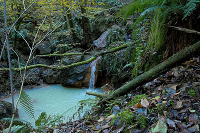 Scenic view of river amidst trees in forest