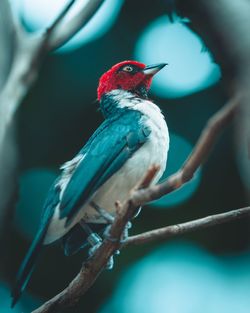 Close-up of bird perching on branch