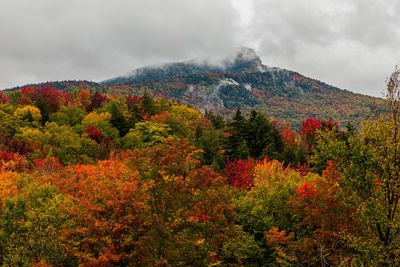 Scenic view of autumn trees against sky