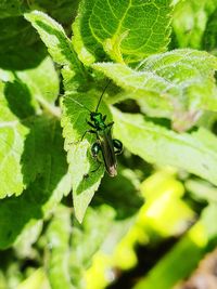 Close-up of insect on leaf