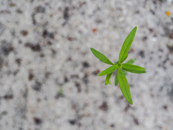 Close-up of plant