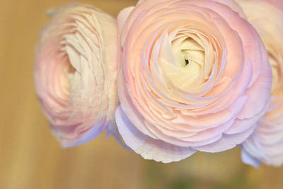 Close-up of rose bouquet