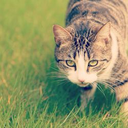 Close-up portrait of cat