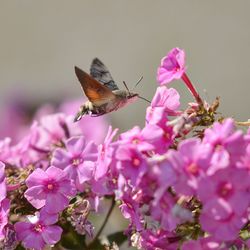 Close-up of butterfly pollinating on pink flower