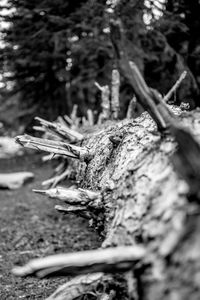 Close-up of tree trunk