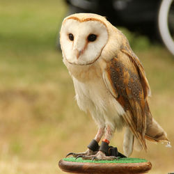 Close-up of owl perching outdoors