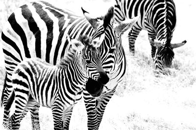 Zebras with foal on field