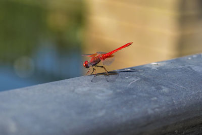 Close-up of insect on retaining wall