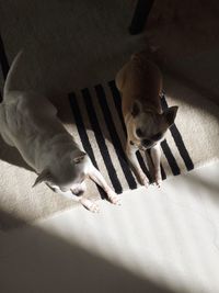 High angle view of a dog