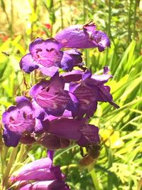 Close-up of purple flowers blooming outdoors