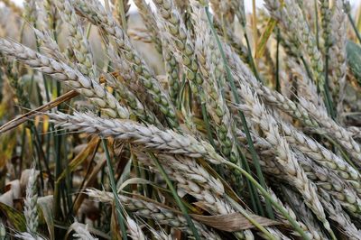 Close-up of wheat growing on field